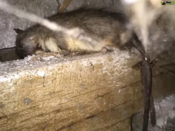 Dead Rat Removal Boronia Heights